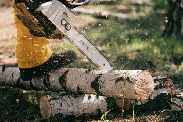 Stihl chainsaw cutting a Birch tree